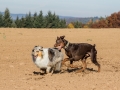 Hundemaedchen_Maggy_Gaia_Spencer_Mischling_Border_Collie_Langhaarcollie_Dobermann_Hundefreunde_Freunde_Spaziergang (18)