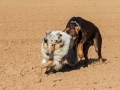 Hundemaedchen_Maggy_Gaia_Spencer_Mischling_Border_Collie_Langhaarcollie_Dobermann_Hundefreunde_Freunde_Spaziergang (20)