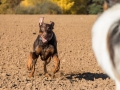 Hundemaedchen_Maggy_Gaia_Spencer_Mischling_Border_Collie_Langhaarcollie_Dobermann_Hundefreunde_Freunde_Spaziergang (22)