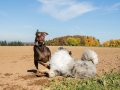 Hundemaedchen_Maggy_Gaia_Spencer_Mischling_Border_Collie_Langhaarcollie_Dobermann_Hundefreunde_Freunde_Spaziergang (25)