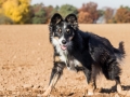 Hundemaedchen_Maggy_Gaia_Spencer_Mischling_Border_Collie_Langhaarcollie_Dobermann_Hundefreunde_Freunde_Spaziergang (32)