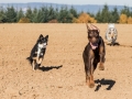 Hundemaedchen_Maggy_Gaia_Spencer_Mischling_Border_Collie_Langhaarcollie_Dobermann_Hundefreunde_Freunde_Spaziergang (36)