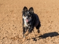 Hundemaedchen_Maggy_Gaia_Spencer_Mischling_Border_Collie_Langhaarcollie_Dobermann_Hundefreunde_Freunde_Spaziergang (47)