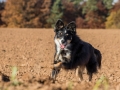 Hundemaedchen_Maggy_Gaia_Spencer_Mischling_Border_Collie_Langhaarcollie_Dobermann_Hundefreunde_Freunde_Spaziergang (55)