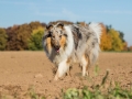 Hundemaedchen_Maggy_Gaia_Spencer_Mischling_Border_Collie_Langhaarcollie_Dobermann_Hundefreunde_Freunde_Spaziergang (57)