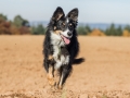 Hundemaedchen_Maggy_Gaia_Spencer_Mischling_Border_Collie_Langhaarcollie_Dobermann_Hundefreunde_Freunde_Spaziergang (62)