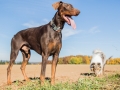 Hundemaedchen_Maggy_Gaia_Spencer_Mischling_Border_Collie_Langhaarcollie_Dobermann_Hundefreunde_Freunde_Spaziergang (66)