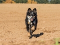 Hundemaedchen_Maggy_Gaia_Spencer_Mischling_Border_Collie_Langhaarcollie_Dobermann_Hundefreunde_Freunde_Spaziergang (79)