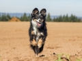 Hundemaedchen_Maggy_Gaia_Spencer_Mischling_Border_Collie_Langhaarcollie_Dobermann_Hundefreunde_Freunde_Spaziergang (82)