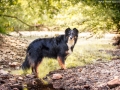 Nina_Herr_Border_Collie_Mischling_Maggy (5)