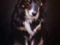 Border_Collie_Mischling_Maggy_tricolor_Studio_Hundefotografie_Marburg_Christine_Hemlep_Tierfotografie (1)