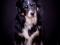 Border_Collie_Mischling_Maggy_tricolor_Studio_Hundefotografie_Marburg_Christine_Hemlep_Tierfotografie (3)