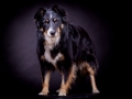 Border_Collie_Mischling_Maggy_tricolor_Studio_Hundefotografie_Marburg_Christine_Hemlep_Tierfotografie (5)