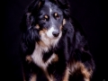 Border_Collie_Mischling_Maggy_tricolor_Studio_Hundefotografie_Marburg_Christine_Hemlep_Tierfotografie (7)