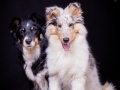 Langhaarcollie_Rough_Collie_Hundebaby_Baby_Welpe_Puppy_Gaia_bluemerle_Maggy_Border_Mischling_tricolor_Studio_Hundefotografie_Marburg (1)