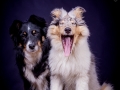 Langhaarcollie_Rough_Collie_Hundebaby_Baby_Welpe_Puppy_Gaia_bluemerle_Maggy_Border_Mischling_tricolor_Studio_Hundefotografie_Marburg (2)