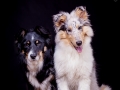 Langhaarcollie_Rough_Collie_Hundebaby_Baby_Welpe_Puppy_Gaia_bluemerle_Maggy_Border_Mischling_tricolor_Studio_Hundefotografie_Marburg (4)