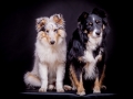 Langhaarcollie_Rough_Collie_Hundebaby_Baby_Welpe_Puppy_Gaia_bluemerle_Maggy_Border_Mischling_tricolor_Studio_Hundefotografie_Marburg (6)