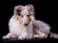 Langhaarcollie_Rough_Collie_Hundebaby_Baby_Welpe_Puppy_Gaia_bluemerle_Studio_Hundefotografie_Marburg_Christine_Hemlep_Tierfotografie (11)