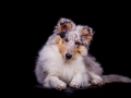Langhaarcollie_Rough_Collie_Hundebaby_Baby_Welpe_Puppy_Gaia_bluemerle_Studio_Hundefotografie_Marburg_Christine_Hemlep_Tierfotografie (15)