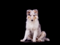 Langhaarcollie_Rough_Collie_Hundebaby_Baby_Welpe_Puppy_Gaia_bluemerle_Studio_Hundefotografie_Marburg_Christine_Hemlep_Tierfotografie (17)