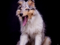 Langhaarcollie_Rough_Collie_Hundebaby_Baby_Welpe_Puppy_Gaia_bluemerle_Studio_Hundefotografie_Marburg_Christine_Hemlep_Tierfotografie (19)