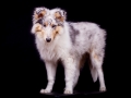 Langhaarcollie_Rough_Collie_Hundebaby_Baby_Welpe_Puppy_Gaia_bluemerle_Studio_Hundefotografie_Marburg_Christine_Hemlep_Tierfotografie (23)