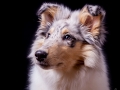 Langhaarcollie_Rough_Collie_Hundebaby_Baby_Welpe_Puppy_Gaia_bluemerle_Studio_Hundefotografie_Marburg_Christine_Hemlep_Tierfotografie (3)