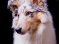 Langhaarcollie_Rough_Collie_Hundebaby_Baby_Welpe_Puppy_Gaia_bluemerle_Studio_Hundefotografie_Marburg_Christine_Hemlep_Tierfotografie (5)