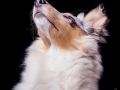 Langhaarcollie_Rough_Collie_Hundebaby_Baby_Welpe_Puppy_Gaia_bluemerle_Studio_Hundefotografie_Marburg_Christine_Hemlep_Tierfotografie (7)