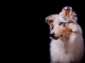 Langhaarcollie_Rough_Collie_Hundebaby_Baby_Welpe_Puppy_Gaia_bluemerle_Studio_Hundefotografie_Marburg_Christine_Hemlep_Tierfotografie (9)