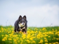 Border_Collie_Mischling_tricolor_Maggy_Hundefotografie_Tierfotografie_Marburg_Blumenwiese_loewenzahn (1)