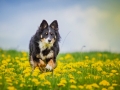 Border_Collie_Mischling_tricolor_Maggy_Hundefotografie_Tierfotografie_Marburg_Blumenwiese_loewenzahn (3)