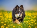 Border_Collie_Mischling_tricolor_Maggy_Hundefotografie_Tierfotografie_Marburg_Blumenwiese_loewenzahn (5)