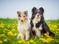 Langhaarcollie_Collie_bluemerle_Gaia_welpe_Border_Collie_Mischling_Maggy_tricolor_Hundefotografie_Tierfotografie_Marburg_Blumenwiese_loewenzahn (1)