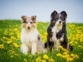 Langhaarcollie_Collie_bluemerle_Gaia_welpe_Border_Collie_Mischling_Maggy_tricolor_Hundefotografie_Tierfotografie_Marburg_Blumenwiese_loewenzahn (3)