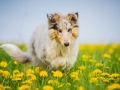 Langhaarcollie_Collie_bluemerle_Gaia_welpe_Hundefotografie_Tierfotografie_Marburg_Blumenwiese_loewenzahn (15)