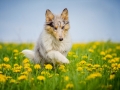 Langhaarcollie_Collie_bluemerle_Gaia_welpe_Hundefotografie_Tierfotografie_Marburg_Blumenwiese_loewenzahn (17)