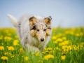 Langhaarcollie_Collie_bluemerle_Gaia_welpe_Hundefotografie_Tierfotografie_Marburg_Blumenwiese_loewenzahn (19)