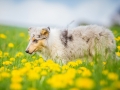 Langhaarcollie_Collie_bluemerle_Gaia_welpe_Hundefotografie_Tierfotografie_Marburg_Blumenwiese_loewenzahn (23)