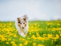 Langhaarcollie_Collie_bluemerle_Gaia_welpe_Hundefotografie_Tierfotografie_Marburg_Blumenwiese_loewenzahn (25)
