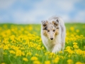 Langhaarcollie_Collie_bluemerle_Gaia_welpe_Hundefotografie_Tierfotografie_Marburg_Blumenwiese_loewenzahn (27)