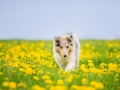 Langhaarcollie_Collie_bluemerle_Gaia_welpe_Hundefotografie_Tierfotografie_Marburg_Blumenwiese_loewenzahn (29)