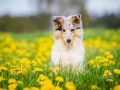 Langhaarcollie_Collie_bluemerle_Gaia_welpe_Hundefotografie_Tierfotografie_Marburg_Blumenwiese_loewenzahn (3)
