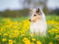 Langhaarcollie_Collie_bluemerle_Gaia_welpe_Hundefotografie_Tierfotografie_Marburg_Blumenwiese_loewenzahn (7)