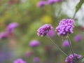 Bodensee_Urlaub_Landschaft_Hunde_See_Insel Mainau_Blumeninsel_Blumen_Wasser (55).jpg