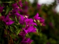 Bodensee_Urlaub_Landschaft_Hunde_See_Insel Mainau_Blumeninsel_Blumen_Wasser (65).jpg