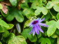 Bodensee_Urlaub_Landschaft_Hunde_See_Insel Mainau_Blumeninsel_Blumen_Wasser (71).jpg