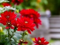 Bodensee_Urlaub_Landschaft_Hunde_See_Insel Mainau_Blumeninsel_Blumen_Wasser (81).jpg