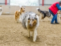 Collie-Treffen (128)